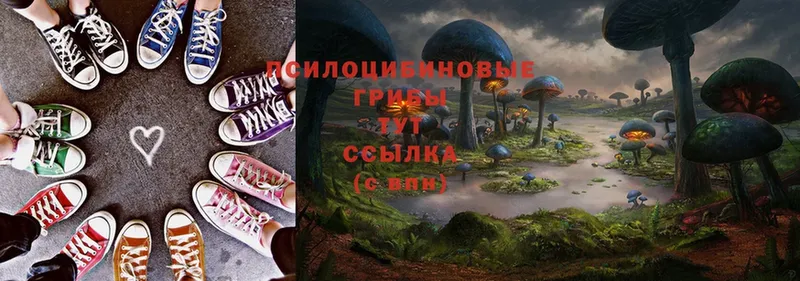 Псилоцибиновые грибы Psilocybe  Купино 